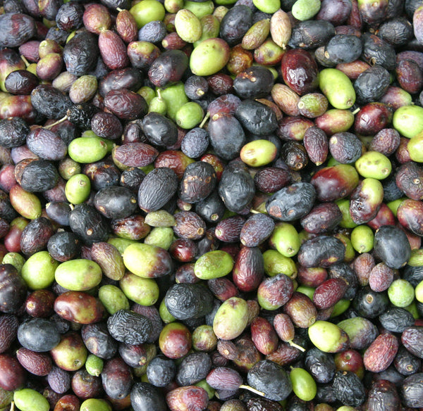Organic Arbequina Extra Virgin Olive Oil